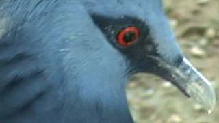 Victoria Crowned Pigeon attack  a close up view [upl. by Asille]