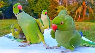 Parrots are Amazing Talking and Dancing [upl. by Nets375]