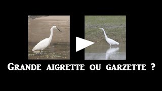 Grande aigrette ou Garzette [upl. by Mharba163]