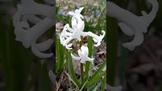 SnoWDrops nature [upl. by Broeder]