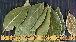 bienfaits pour la santé du des feuilles de laurier  conseils [upl. by Beller]