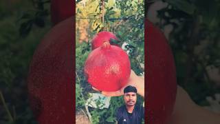 a to identify a ripe pomegranate fruit smartphone [upl. by Milde497]