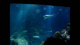 Fish Undergrounds London Aquarium  Sea Life [upl. by Mendelsohn]