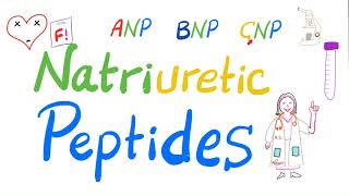 Natriuretic Peptides  ANP BNP amp CNP  Atrial Natriuretic Peptide Brain Natriuretic Peptide  Lab [upl. by Steffane]