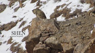 Snow Leopard The rarest of himalayas [upl. by Ejroj]