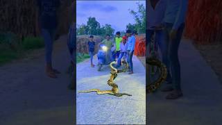 🐍इच्छाधारी नाग 🐉 नागिन 🪱 का मिलन 🥰 ichhadhari nag nagin badala viral shorts [upl. by Anattar]