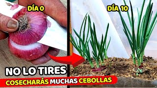 El MÉTODO más rápido para cultivar CEBOLLAS en CASA  Usa solo la base de una CEBOLLA [upl. by Sayette696]