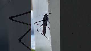 Tettigoniidae Katydids Locust insects locusts youtubeshorts shortvideo shorts entertainment [upl. by Ecirtaemed534]