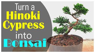 First Styling of my Small Hinoki Cypress Bonsai  TIMELAPSE [upl. by Uria]