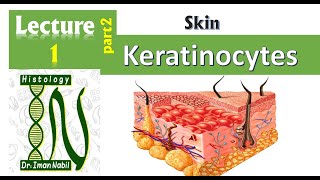 1b Histology of the epidermis part2Keratinocytes and epidermal layers Skin [upl. by Hadeis841]