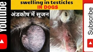 testicles swelling in dog । कुत्तों के अंडकोष मै सूजन [upl. by Adelind]