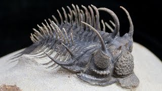 Triumph of the Trilobites [upl. by Maxi]