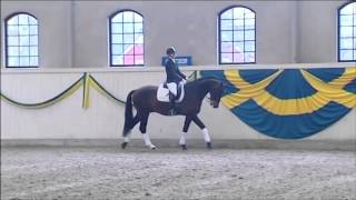 Ampère 2005 by Rousseau  Flemmingh Stallion Show Sosath 2013 [upl. by Airasor467]