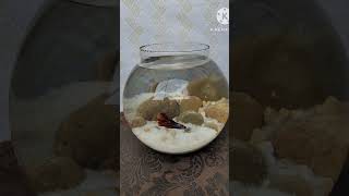 Nemo candy betta fish bowl setup fishbowl viralvideo song music bettafishtanksetup nemocandy [upl. by Irina934]