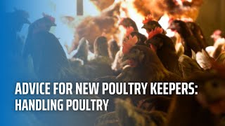 Advice For New Poultry Keepers Handling Poultry [upl. by Cardwell207]