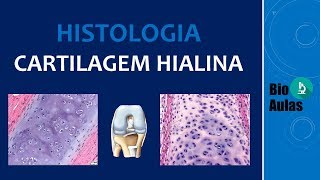 Cartilagem Hialina Pericôndrio Matriz Cartilaginosa Tecido Cartilaginoso  Histologia Humana [upl. by Dias]