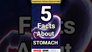 5 Facts about Stomach  Stomach Anatomy stomachstomachexercisesstomachproblemstomachdiseasefact [upl. by Agarhs]