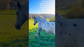 Abandoned horse gets a new life She is amazing🧡drafthorse cross equestrian training rescue [upl. by Aerdnaek]