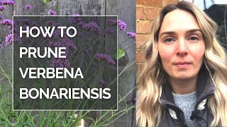 HOW TO PRUNE VERBENA BONARIENSIS I Pruning Verbena bonariensis [upl. by Glaudia]