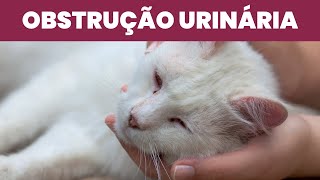 Como Salvar Gato com Obstrução Urinaria [upl. by Arihk]