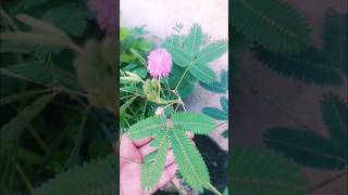 Touchmenot plantsensitive plant mimosa pudica leaves in action [upl. by Audun]