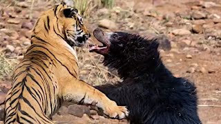 Sher Or Bhalu Ki Ladai 2020  BBC Animals Would 2020  Sher aur bhalu ki ladai jabardasth animals [upl. by Aenotna]