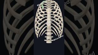 Bones of Rib cage [upl. by Yerga972]