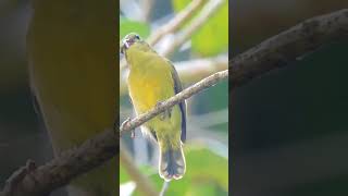 Thick billed spiderhunter [upl. by Koeninger]