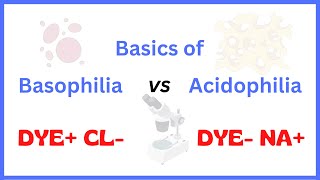 Acidophilia Vs Basophilia [upl. by Swope]