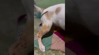 Dustu kamrata khub basto dogslife ytshorts dog funny explore explorepage fyp [upl. by Pond189]