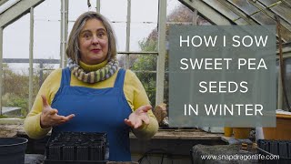 🌱 Top tips for sowing sweet peas in the Autumn and Winter 🌱 [upl. by Saisoj284]