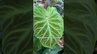 Philodendron verrucosum philodendron philodendronverrucosum amorphophallus [upl. by Genie644]