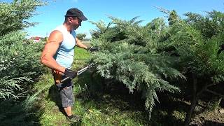 Cięcie artystyczne Jałowca na duże drzewko bonsai Jałowiec łuskowaty Pruning Niwaki Japanese 14 [upl. by Dorcea347]