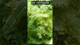 sea centipede [upl. by Jeramie642]