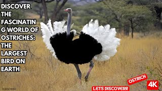 Discover the Fascinating World of OstrichesThe Largest Bird on Earth [upl. by Enaasiali]