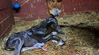 Full foaling video Morning Glory is born [upl. by Narok999]