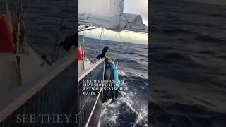 Sailing around the world sailboat sailingchannel boat travel sailing newchannel [upl. by Yentrac]