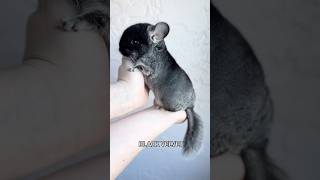 Black Pearl vs Black Velvet chinchilla chinchillacuteness babyanimal cuteanimals [upl. by Hillier]