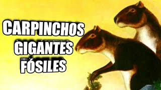 🐁CARPINCHOS ENORMES poblaron Sudamérica Roedores fósiles 🐹 [upl. by Havens]