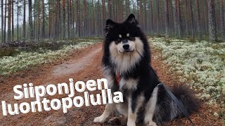 Siiponjoen luontopolku Kalajoella [upl. by Ericksen]