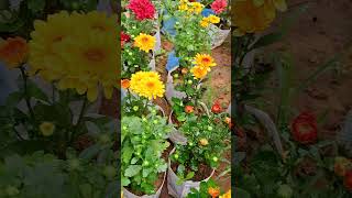 Guldaudi Flower Puna Variety Plants ytshorts flowers plants nature [upl. by Abramo]