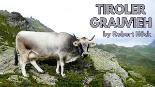 Wissenswertes über das Tiroler Grauvieh  Tyrolean Grey Cattle  Razza Grigio Alpino Tirolese Höck [upl. by Nwahsear]