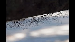 Daddy Long Legs The Art and Natural History of the Marvelously Misunderstood Opiliones [upl. by Schaab]