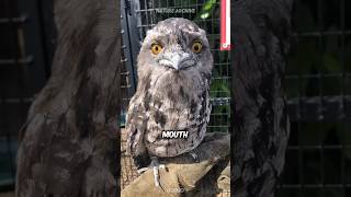 Frogmouth 🦉 The WEIRDESTLooking Bird [upl. by Senzer757]