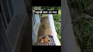 Pahadi Tiger dikha Aaj  Bahut khatarnaak  Kutta le gya  Pahadi Hills [upl. by Rudolph]