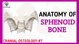 Sphenoid Bone Anatomy  Cranial Osteology 7 [upl. by Marler744]