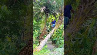 Leopard attack on date palm tree village villagelife tiger attack [upl. by Eissat]