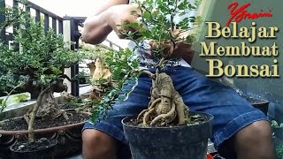 Pruning 2 Bahan Bonsai Kawista Sekaligus [upl. by Ayikahs624]