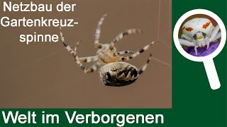 Netzbau der GartenKreuzspinne Araneus diadematus [upl. by Ano216]