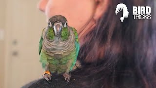 Green Cheek Conure Training Basics  Cricket the Conure [upl. by Doralin]